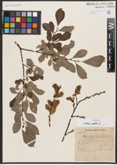 Foto von Salix aurita L.
